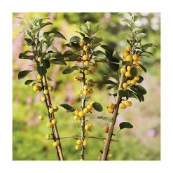Malus x zumi 'Golden Hornet' | Crabapple Tree -Ornamental Trees Shop TR0166 add image 1 74e6