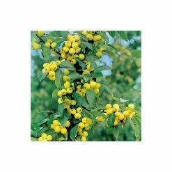 Malus x zumi 'Golden Hornet' | Crabapple Tree -Ornamental Trees Shop TR0166 add image 2 5910