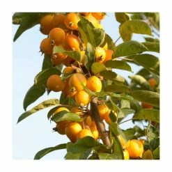 Malus x zumi 'Golden Hornet' | Crabapple Tree -Ornamental Trees Shop TR0166 add image 4 6ee5