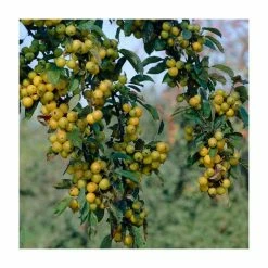 Malus x zumi 'Golden Hornet' | Crabapple Tree -Ornamental Trees Shop TR0166 add image 5 4a82
