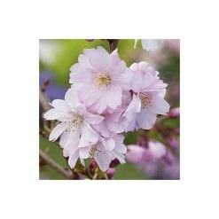 Prunus 'Accolade' | Cherry Blossom Tree | 12L Pot | 150-180cm | By Frank P Matthews 11 Prunus 'Accolade' | Cherry Blossom Tree | 12L Pot | 150-180cm | By Frank P Matthews -Ornamental Trees Shop TR016812L add image 1 185c