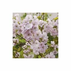 Prunus 'Accolade' | Cherry Blossom Tree | 12L Pot | 150-180cm | By Frank P Matthews 12 Prunus 'Accolade' | Cherry Blossom Tree | 12L Pot | 150-180cm | By Frank P Matthews -Ornamental Trees Shop TR016812L add image 2 da93