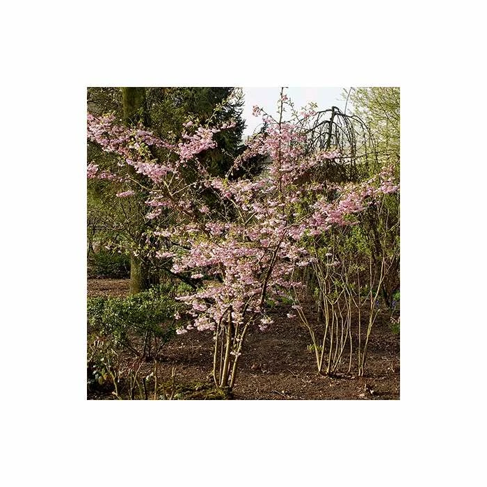 Prunus 'Accolade' | Cherry Blossom Tree | 12L Pot | 150-180cm | By Frank P Matthews 7 Prunus 'Accolade' | Cherry Blossom Tree | 12L Pot | 150-180cm | By Frank P Matthews - Image 5