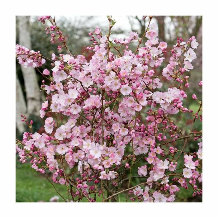 Prunus 'Accolade' | Cherry Blossom Tree | 12L Pot | 150-180cm | By Frank P Matthews 4 Prunus 'Accolade' | Cherry Blossom Tree | 12L Pot | 150-180cm | By Frank P Matthews - Image 2