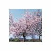 Prunus 'Accolade' | Cherry Blossom Tree -Ornamental Trees Shop TR01689L main image 3e1c