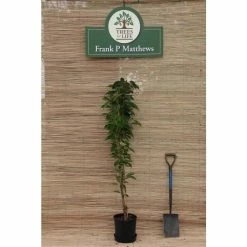 Prunus 'Amanogawa' | Cherry Blossom Tree | 12L Pot | 150-180cm | By Frank P Matthews 17 Prunus 'Amanogawa' | Cherry Blossom Tree | 12L Pot | 150-180cm | By Frank P Matthews -Ornamental Trees Shop TR016912L add image 5 9f43