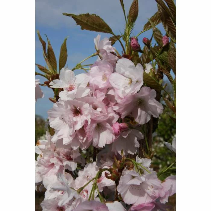 Prunus 'Amanogawa' | Cherry Blossom Tree | 12L Pot | 150-180cm | By Frank P Matthews 4 Prunus 'Amanogawa' | Cherry Blossom Tree | 12L Pot | 150-180cm | By Frank P Matthews - Image 2