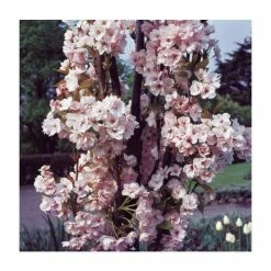 Prunus 'Amanogawa' | Cherry Blossom Tree 14 Prunus 'Amanogawa' | Cherry Blossom Tree -Ornamental Trees Shop TR016925L add image 3 855a