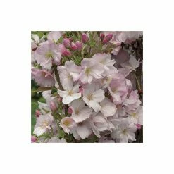 Prunus 'Amanogawa' | Cherry Blossom Tree 15 Prunus 'Amanogawa' | Cherry Blossom Tree -Ornamental Trees Shop TR016925L add image 4 5afc