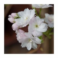 Prunus 'Amanogawa' | Cherry Blossom Tree 16 Prunus 'Amanogawa' | Cherry Blossom Tree -Ornamental Trees Shop TR016925L add image 5 d14b