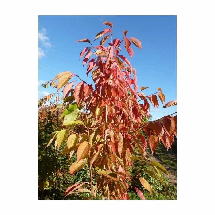 Prunus 'Fragrant Cloud' | 'Shizuka' Tree | Cherry Blossom Tree | 12L Pot | 150-180cm | By Frank P Matthews 3 Prunus 'Fragrant Cloud' | 'Shizuka' Tree | Cherry Blossom Tree | 12L Pot | 150-180cm | By Frank P Matthews