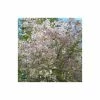 Prunus incisa 'The Bride' | Cherry Blossom Tree -Ornamental Trees Shop TR01719L main image 6e4c