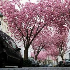 Prunus 'Kanzan' | Cherry Blossom Tree | 12L Pot | 150-180cm | By Frank P Matthews -Ornamental Trees Shop TR017212L add image 2 db4d
