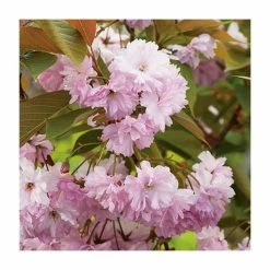 Prunus 'Kanzan' | Cherry Blossom Tree | 12L Pot | 150-180cm | By Frank P Matthews -Ornamental Trees Shop TR017212L add image 3 a0e1