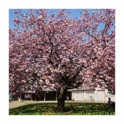 Prunus 'Kanzan' | Cherry Blossom Tree | 12L Pot | 150-180cm | By Frank P Matthews -Ornamental Trees Shop TR017212L add image 7 488b