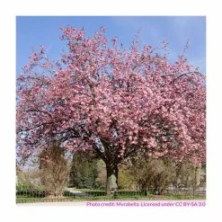 Prunus 'Kanzan' | Cherry Blossom Tree | 12L Pot | 150-180cm | By Frank P Matthews -Ornamental Trees Shop TR017212L add image 8 e1b8