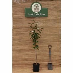 Prunus 'Kanzan' | Cherry Blossom Tree | 12L Pot | 150-180cm | By Frank P Matthews -Ornamental Trees Shop TR017212L add image 9 7440