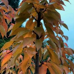 Prunus 'Kanzan' | Cherry Blossom Tree 15 Prunus 'Kanzan' | Cherry Blossom Tree -Ornamental Trees Shop TR0172 add image 1 40ee