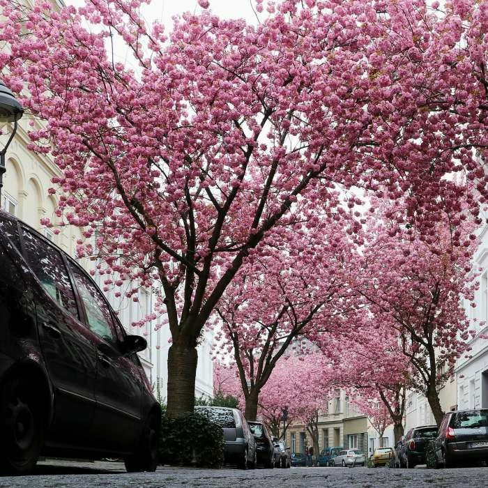 Prunus 'Kanzan' | Cherry Blossom Tree 6 Prunus 'Kanzan' | Cherry Blossom Tree - Image 4