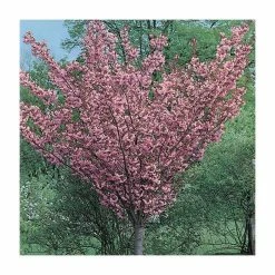 Prunus 'Kanzan' | Cherry Blossom Tree 20 Prunus 'Kanzan' | Cherry Blossom Tree -Ornamental Trees Shop TR0172 add image 6 6f03