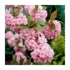 Prunus 'Kanzan' | Cherry Blossom Tree 21 Prunus 'Kanzan' | Cherry Blossom Tree -Ornamental Trees Shop TR0172 add image 7 d7d2