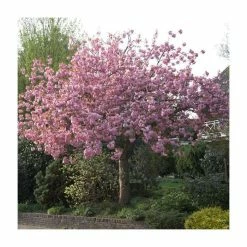 Prunus 'Kanzan' | Cherry Blossom Tree 22 Prunus 'Kanzan' | Cherry Blossom Tree -Ornamental Trees Shop TR0172 add image 8 347e
