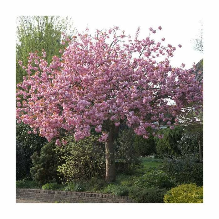 Prunus 'Kanzan' | Cherry Blossom Tree 12 Prunus 'Kanzan' | Cherry Blossom Tree - Image 10