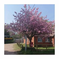 Prunus 'Kanzan' | Cherry Blossom Tree 23 Prunus 'Kanzan' | Cherry Blossom Tree -Ornamental Trees Shop TR0172 add image 9 25d6