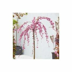 Prunus 'Kiku Shidare Zakura' | Cherry Blossom Tree 13 Prunus 'Kiku Shidare Zakura' | Cherry Blossom Tree -Ornamental Trees Shop TR017312L add image 2 328e