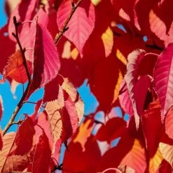 Prunus 'Kiku Shidare Zakura' | Cherry Blossom Tree 14 Prunus 'Kiku Shidare Zakura' | Cherry Blossom Tree -Ornamental Trees Shop TR017312L add image 3 f124