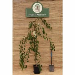 Prunus 'Kiku Shidare Zakura' | Cherry Blossom Tree 17 Prunus 'Kiku Shidare Zakura' | Cherry Blossom Tree -Ornamental Trees Shop TR017312L add image 6 18e9