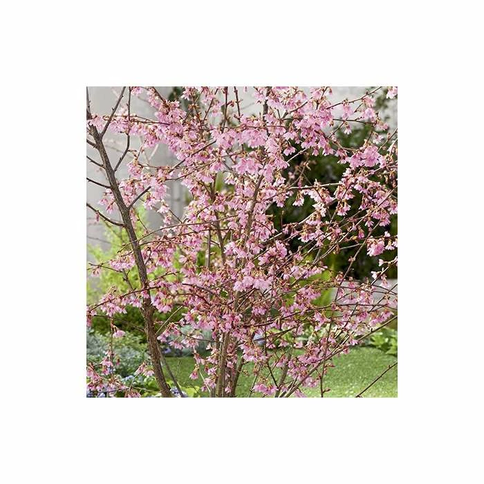 Prunus 'Okame' | Cherry Blossom Tree | 12L Pot | 150-180cm | By Frank P Matthews 6 Prunus 'Okame' | Cherry Blossom Tree | 12L Pot | 150-180cm | By Frank P Matthews - Image 4