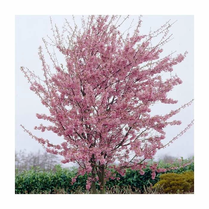 Prunus 'Okame' | Cherry Blossom Tree | 12L Pot | 150-180cm | By Frank P Matthews 3 Prunus 'Okame' | Cherry Blossom Tree | 12L Pot | 150-180cm | By Frank P Matthews