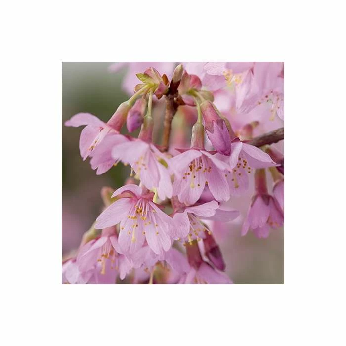 Prunus 'Okame' | Cherry Blossom Tree | 12L Pot | 150-180cm | By Frank P Matthews 4 Prunus 'Okame' | Cherry Blossom Tree | 12L Pot | 150-180cm | By Frank P Matthews - Image 2
