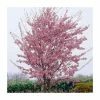 Prunus 'Okame' | Cherry Blossom Tree 1 Prunus 'Okame' | Cherry Blossom Tree -Ornamental Trees Shop TR01749L main image a3e0