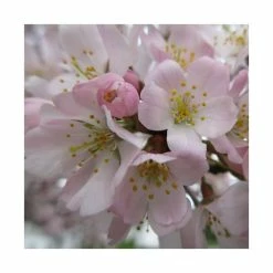 Prunus padus 'Pandora' | Cherry Blossom Tree -Ornamental Trees Shop TR01759L add image 1 3d8c
