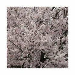 Prunus padus 'Pandora' | Cherry Blossom Tree -Ornamental Trees Shop TR01759L add image 2 91f5