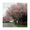 Prunus padus 'Pandora' | Cherry Blossom Tree -Ornamental Trees Shop TR01759L main image f99d