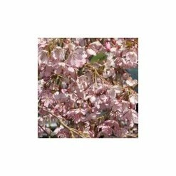 Prunus pendula 'Pendula Rubra' | Cherry Blossom Tree -Ornamental Trees Shop TR0176 add image 1 00e0