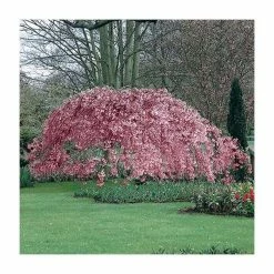 Prunus pendula 'Pendula Rubra' | Cherry Blossom Tree -Ornamental Trees Shop TR0176 add image 2 53c6