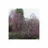 Prunus pendula 'Pendula Rubra' | Cherry Blossom Tree -Ornamental Trees Shop TR0176 main image 95fa