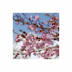 Prunus sargentii | Cherry Blossom Tree -Ornamental Trees Shop TR01799L add image 2 0ac8