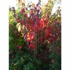 Prunus sargentii | Cherry Blossom Tree -Ornamental Trees Shop TR01799L add image 3 bec6