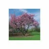 Prunus sargentii | Cherry Blossom Tree -Ornamental Trees Shop TR01799L main image 7d0e