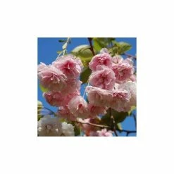 Prunus serrulata 'Shirofugen' | Cherry Blossom Tree -Ornamental Trees Shop TR018112L add image 1 ef9a