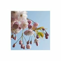 Prunus serrulata 'Shirofugen' | Cherry Blossom Tree -Ornamental Trees Shop TR018112L add image 2 922d