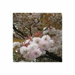 Prunus serrulata 'Shirofugen' | Cherry Blossom Tree -Ornamental Trees Shop TR018112L add image 3 68e0