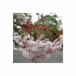 Prunus serrulata 'Shirofugen' | Cherry Blossom Tree -Ornamental Trees Shop TR018112L add image 4 5800