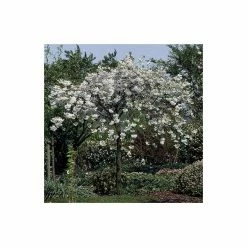 Prunus 'Shogetsu' | Blushing Bride | Cherry Blossom Tree | 12L Pot | 150-180cm | By Frank P Matthews -Ornamental Trees Shop TR018212L add image 4 a594