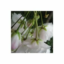 Prunus 'Shogetsu' | Blushing Bride | Cherry Blossom Tree | 12L Pot | 150-180cm | By Frank P Matthews -Ornamental Trees Shop TR018212L rollover image 17f9